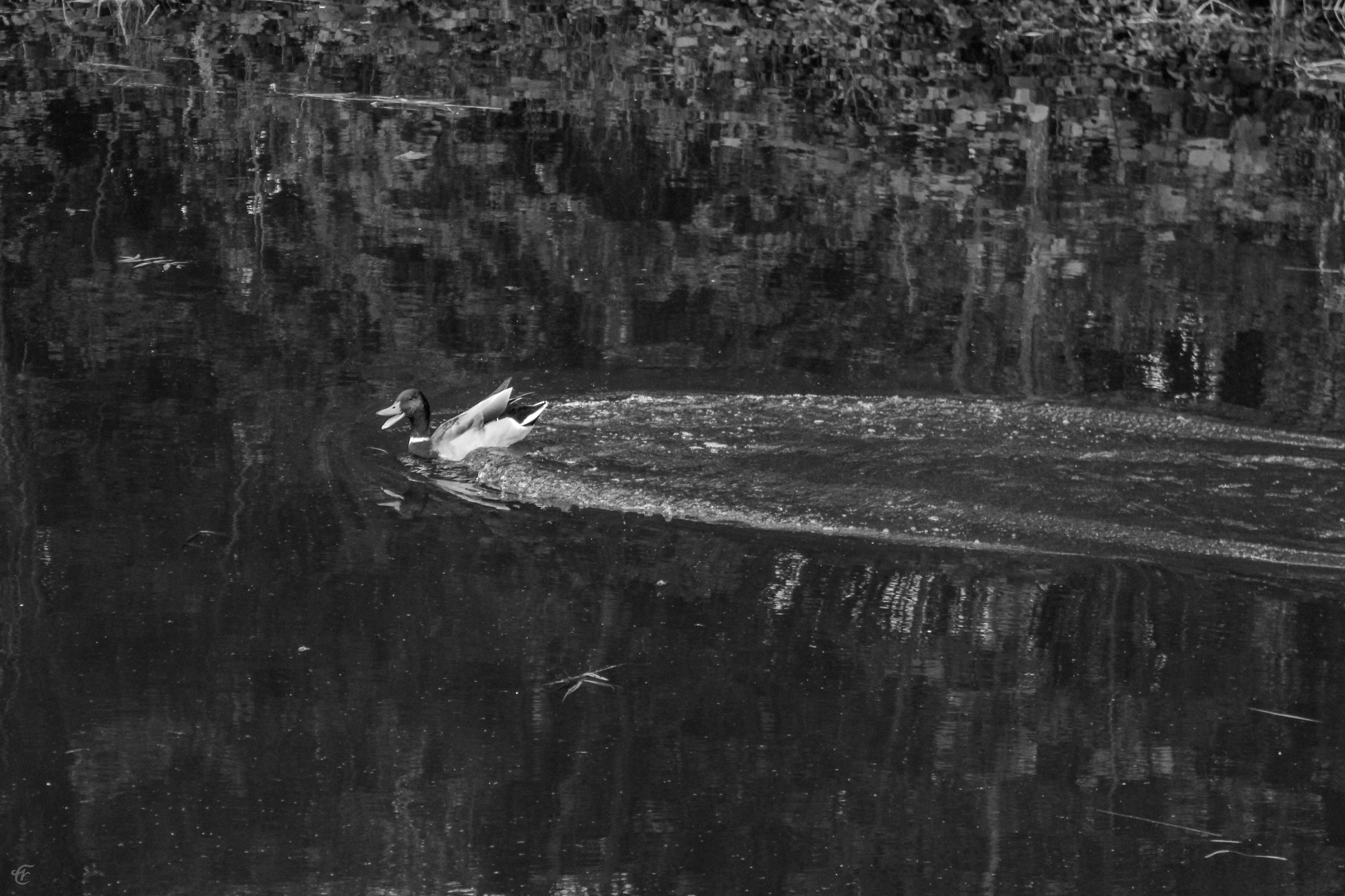 ...off a ducks back
